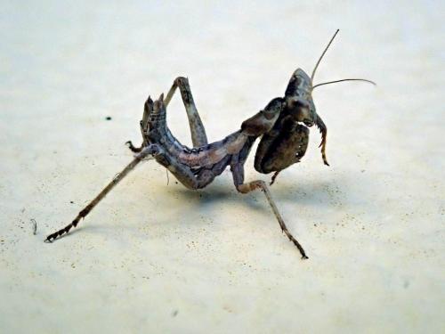 Amelinae